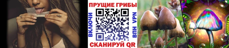 Псилоцибиновые грибы Psilocybine cubensis Питкяранта